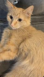 Lost Female Cat last seen Harlem Ave & 87th St, Bridgeview, IL 60455