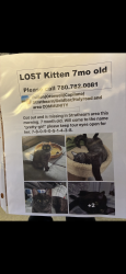 Lost Female Cat last seen Near ave, strathern heights , Edmonton, AB T6C 2B9