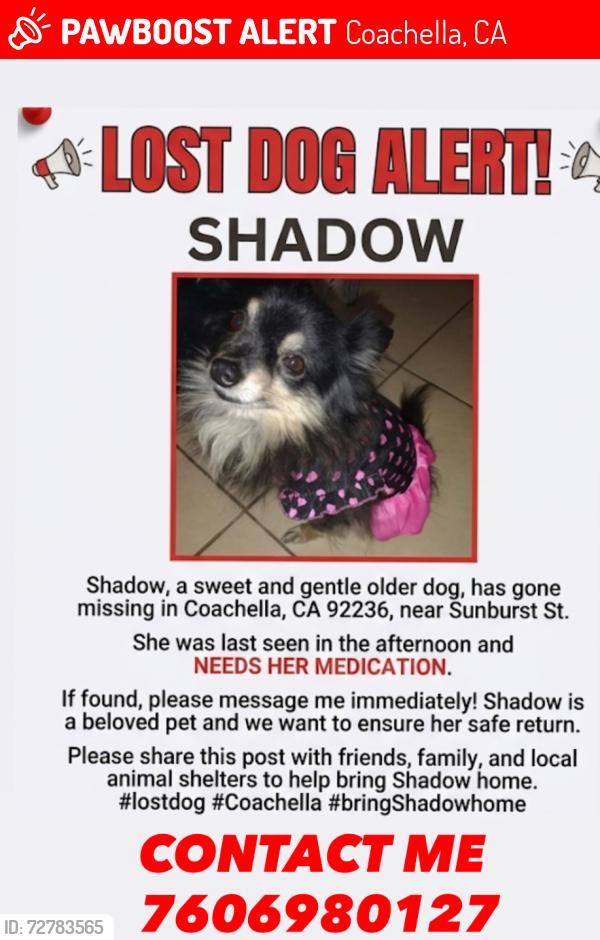 Lost Female Dog last seen coaca suburst st, Coachella, CA 92236