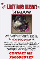 Lost Female Dog last seen coaca suburst st, Coachella, CA 92236