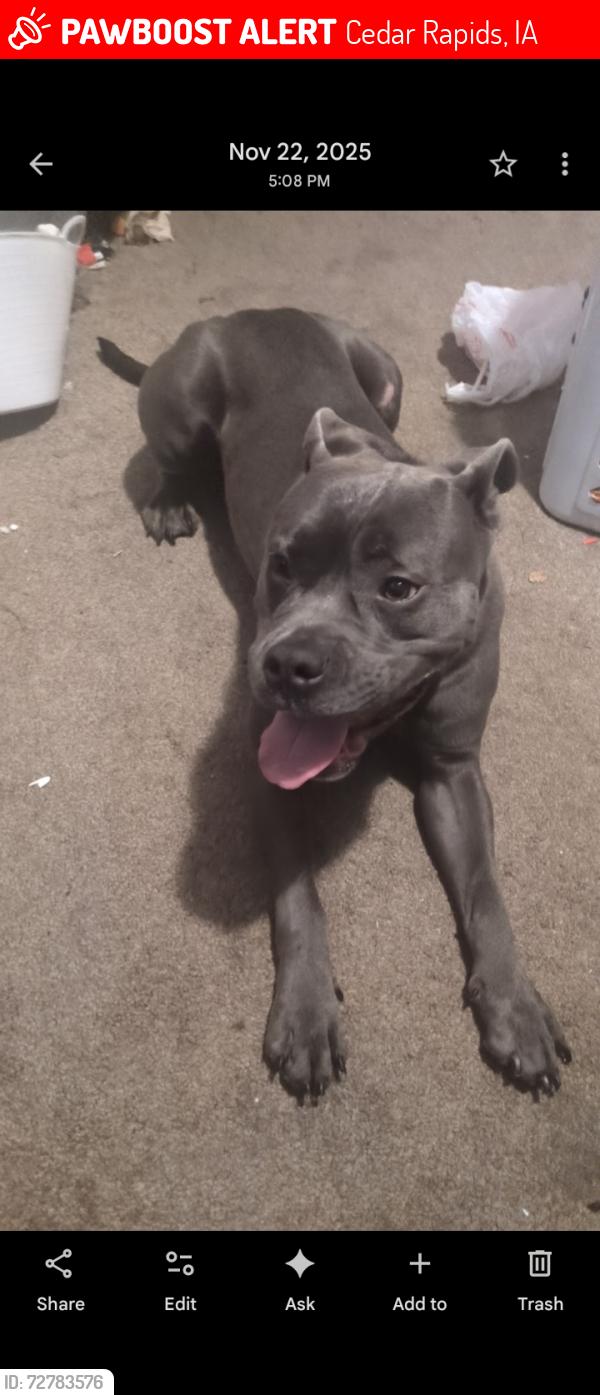 Lost Male Dog last seen Kirkwood , Cedar Rapids, IA 52404