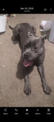 Lost Male Dog last seen Kirkwood , Cedar Rapids, IA 52404