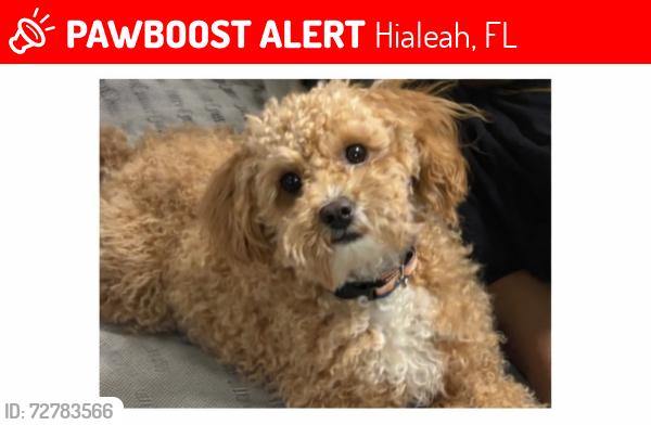 Lost Female Dog last seen 40th street , Hialeah, FL 33013