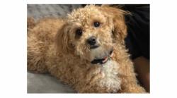 Lost Female Dog last seen 40th street , Hialeah, FL 33013