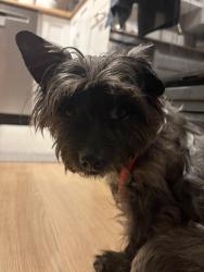 Found/Stray Male Dog last seen S. Betty ln and Jeffords rd, Clearwater, FL 33756