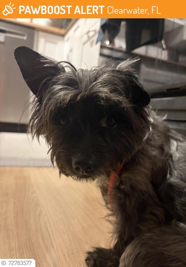 Found/Stray Male Dog last seen S. Betty ln and Jeffords rd, Clearwater, FL 33756