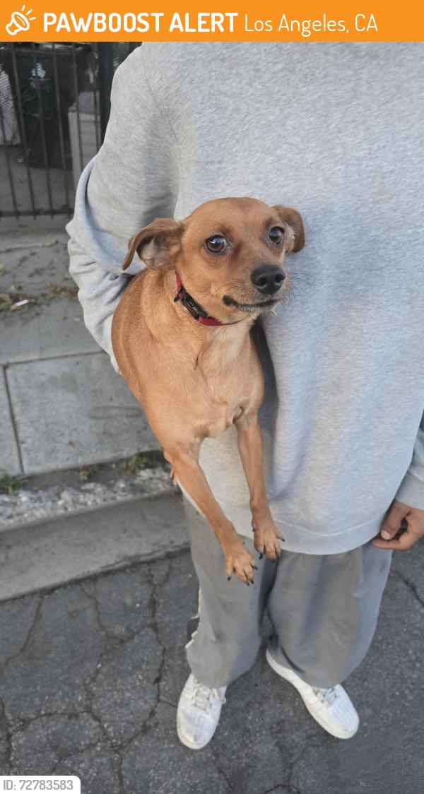 Found/Stray Male Dog last seen Near E 115th Street, Los Angeles, CA 90059