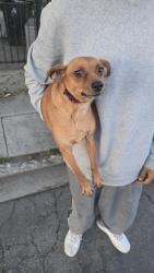 Found/Stray Male Dog last seen Near E 115th Street, Los Angeles, CA 90059