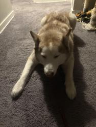 Found/Stray Male Dog last seen Vermont Avenue apmts , Castle Shannon, PA 15234