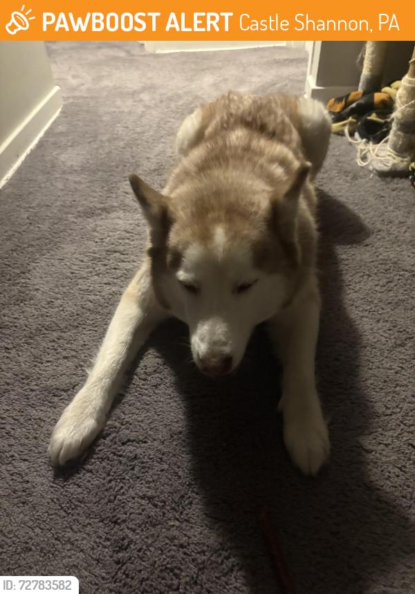 Found/Stray Male Dog last seen Vermont Avenue apmts , Castle Shannon, PA 15234