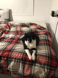 Lost Female Cat last seen Near Sherbrooke , Montréal-Est, QC H1T 3X2