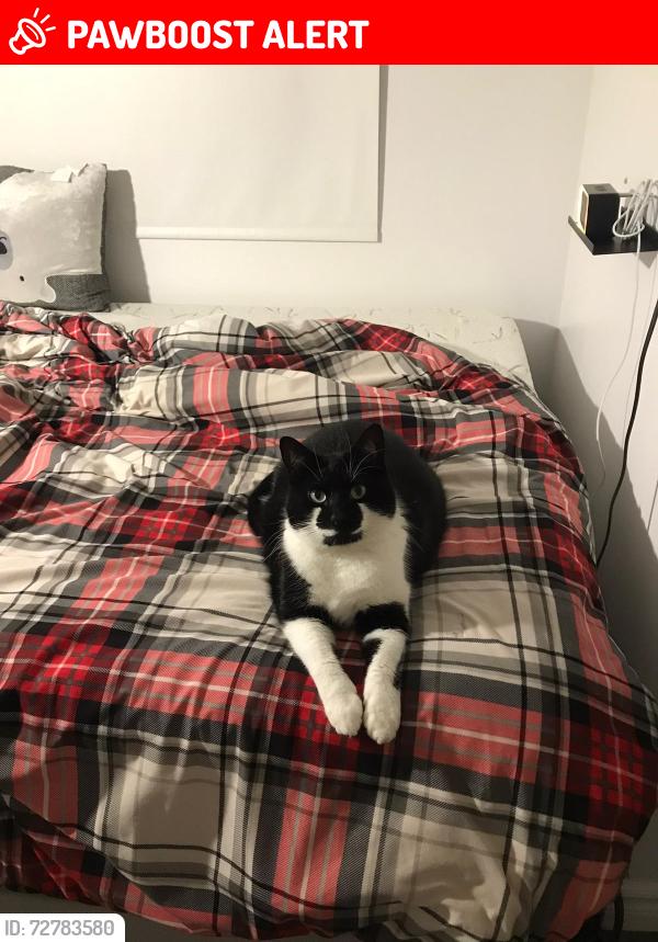 Lost Female Cat last seen Near Sherbrooke , Montréal-Est, QC H1T 3X2