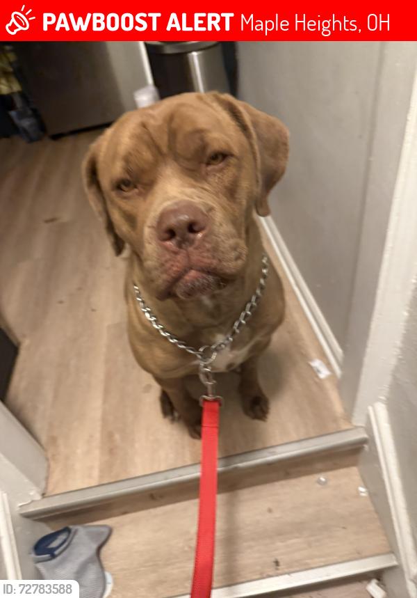 Lost Female Dog last seen 142nd, Maple Heights, OH 44137