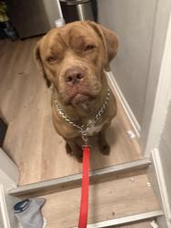 Lost Female Dog last seen 142nd, Maple Heights, OH 44137