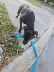 Found/Stray Female Dog last seen S 6th Street, Greenfield St, Martin St area, Wilmington, NC 28401