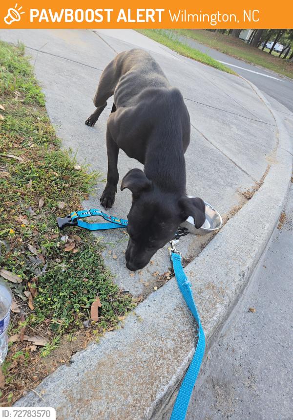 Found/Stray Female Dog last seen S 6th Street, Greenfield St, Martin St area, Wilmington, NC 28401