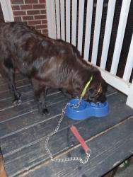 Found/Stray Male Dog last seen Pattillo Way and Shadow Rock Dr., DeKalb County, GA 30058