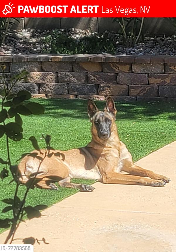 Lost Female Dog last seen Near beachwalk pl, Las Vegas, NV 89144