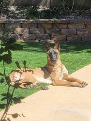 Lost Female Dog last seen Near beachwalk pl, Las Vegas, NV 89144