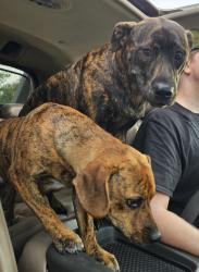 Found/Stray Female Dog last seen the pawnee and rock, Wichita, KS 67202