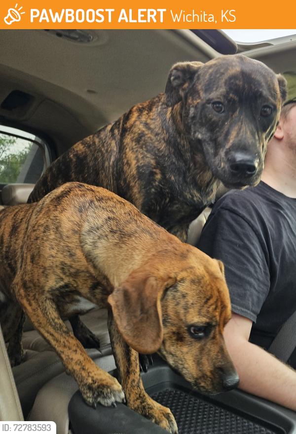 Found/Stray Female Dog last seen the pawnee and rock, Wichita, KS 67202