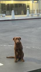 Found/Stray Female Dog last seen Larry D. Smith Correctional Facility, Banning, CA 92220