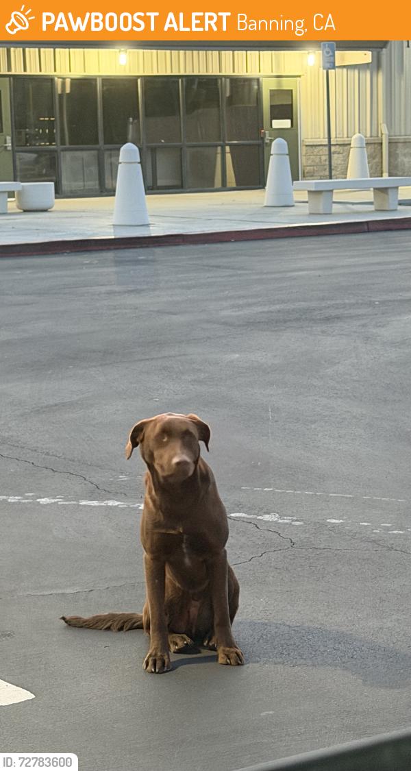 Found/Stray Female Dog last seen Larry D. Smith Correctional Facility, Banning, CA 92220