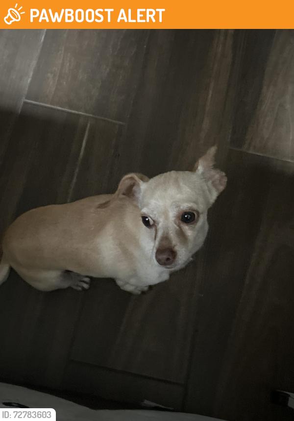 Found/Stray Female Dog last seen in the neighborhood, Village Of Kings Lake, TX 77044