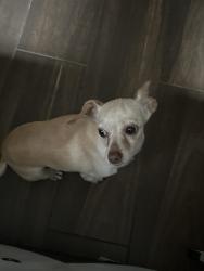 Found/Stray Female Dog last seen in the neighborhood, Village Of Kings Lake, TX 77044