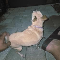 Found/Stray Unknown Dog last seen SW 114th place and 46th Ave, Liberty Triangle, FL 34476