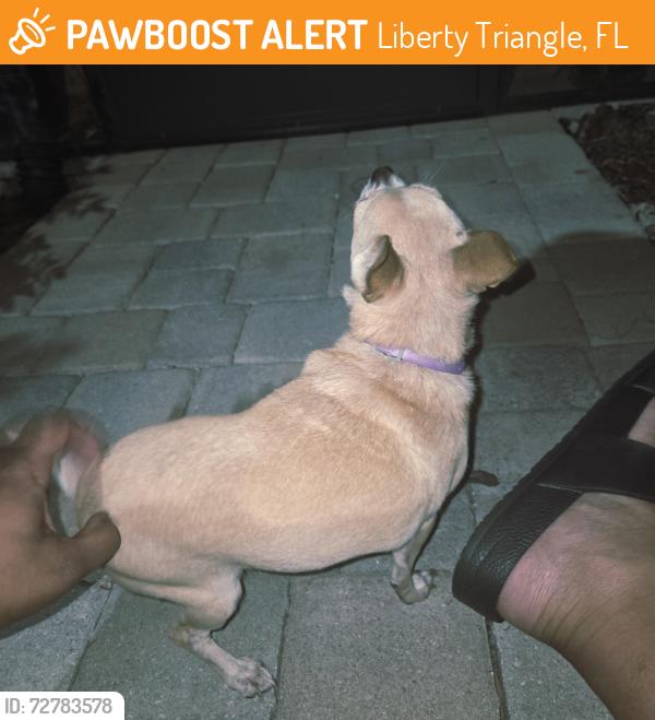 Found/Stray Unknown Dog last seen SW 114th place and 46th Ave, Liberty Triangle, FL 34476