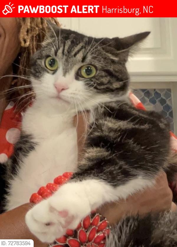 Lost Female Cat last seen October glory way and skyfest, Harrisburg, NC 28215