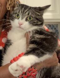 Lost Female Cat last seen October glory way and skyfest, Harrisburg, NC 28215