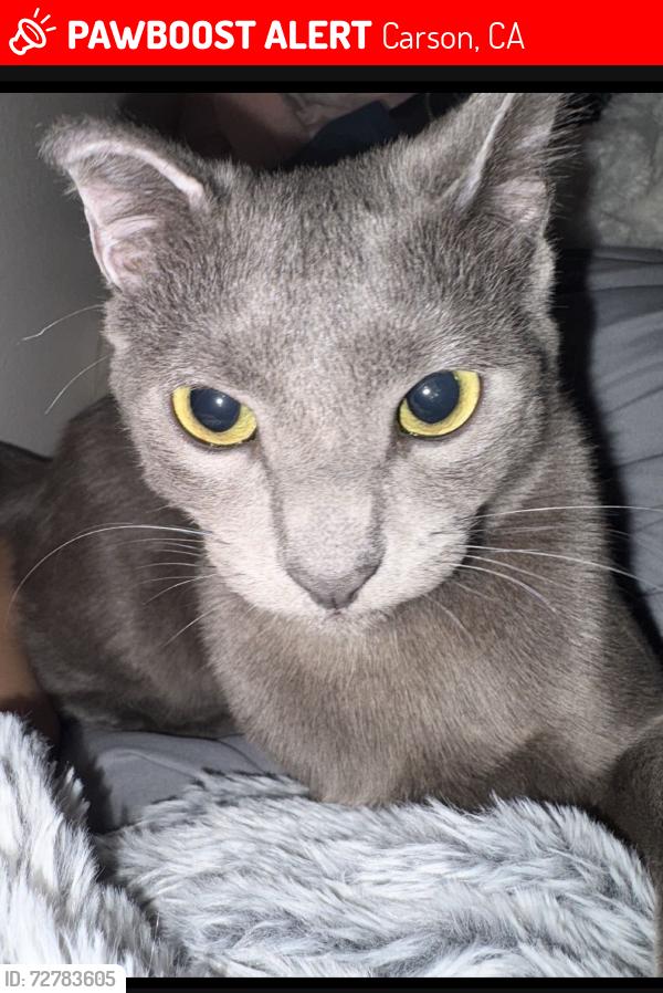 Lost Male Cat last seen 169th and Avalon , Carson, CA 90746