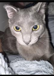 Lost Male Cat last seen 169th and Avalon , Carson, CA 90746