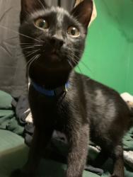 Reunited Male Cat last seen Ardelia Avenue, St. Louis, MO 63114