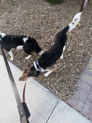 Found/Stray Unknown Dog last seen Inspirada animal hosp, Henderson, NV 89183