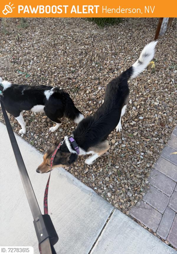 Found/Stray Unknown Dog last seen Inspirada animal hosp, Henderson, NV 89183