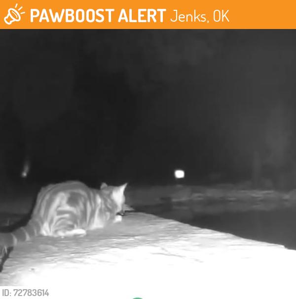 Found/Stray Unknown Cat last seen Near 111th and Juniper, Jenks, OK 74037