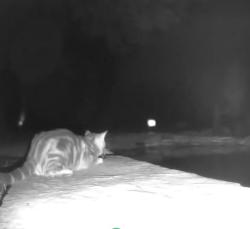 Found/Stray Unknown Cat last seen Near 111th and Juniper, Jenks, OK 74037
