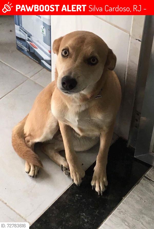 Lost Female Dog last seen Rua Silva Cardoso, Ciep 404, Silva Cardoso, RJ 25265-008