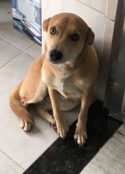 Lost Female Dog last seen Rua Silva Cardoso, Ciep 404, Silva Cardoso, RJ 25265-008