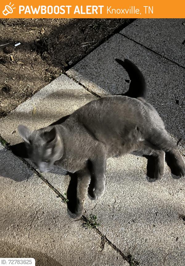 Found/Stray Unknown Cat last seen Inskip Dr , Knoxville, TN 37912