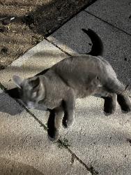 Found/Stray Unknown Cat last seen Inskip Dr , Knoxville, TN 37912
