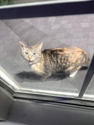 Found/Stray Unknown Cat last seen S kirkwood rd, Houston, TX 77099