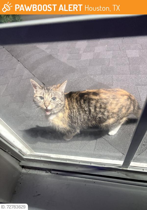 Found/Stray Unknown Cat last seen S kirkwood rd, Houston, TX 77099