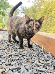 Found/Stray Unknown Cat last seen Lightsey and south congresss, Austin, TX 78704