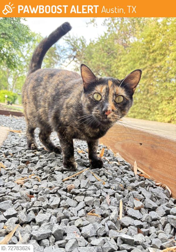 Found/Stray Unknown Cat last seen Lightsey and south congresss, Austin, TX 78704