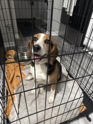 Found/Stray Male Dog last seen Kroger on Wabash, Terre Haute, IN 47807