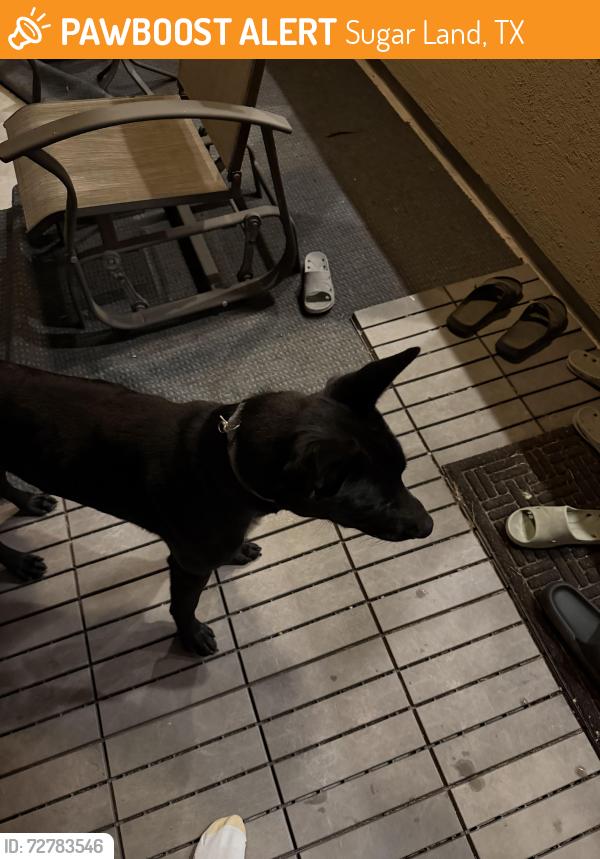 Found/Stray Male Dog last seen Fairford dr , Sugar Land, TX 77479